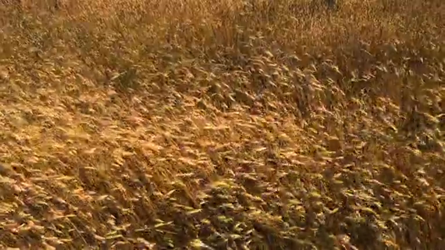 Manitoba prairie landscape