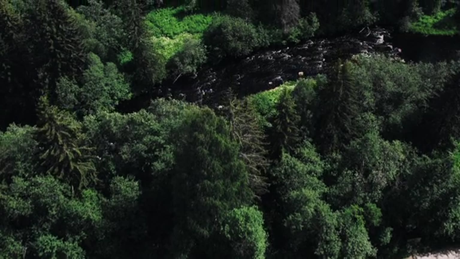 New Brunswick forest and river