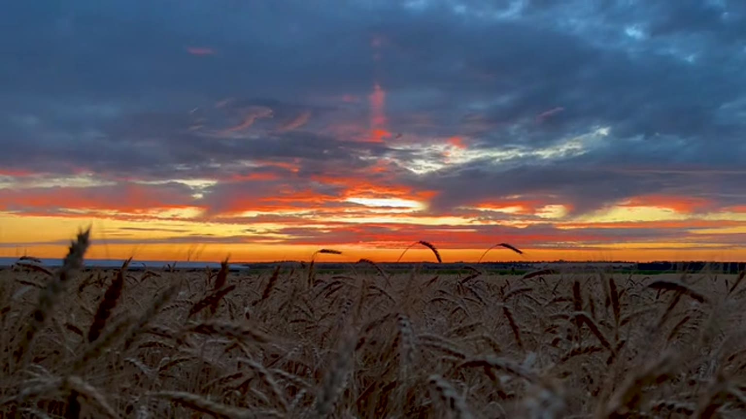 Saskatchewan prairie wheat field under a wide sky